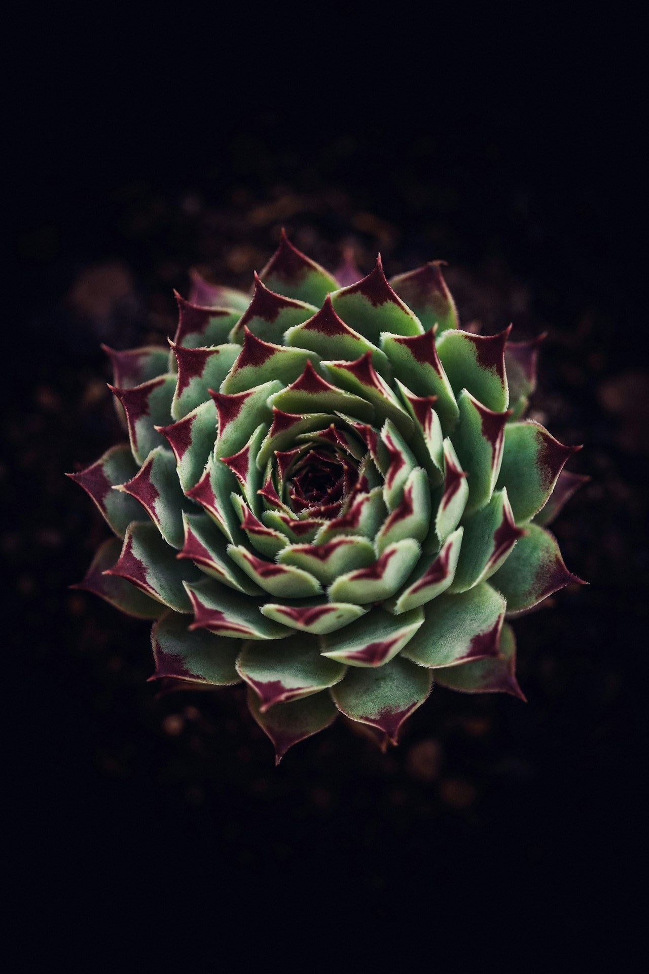 cesar-couto-GxFz4kwM0xs-unsplash