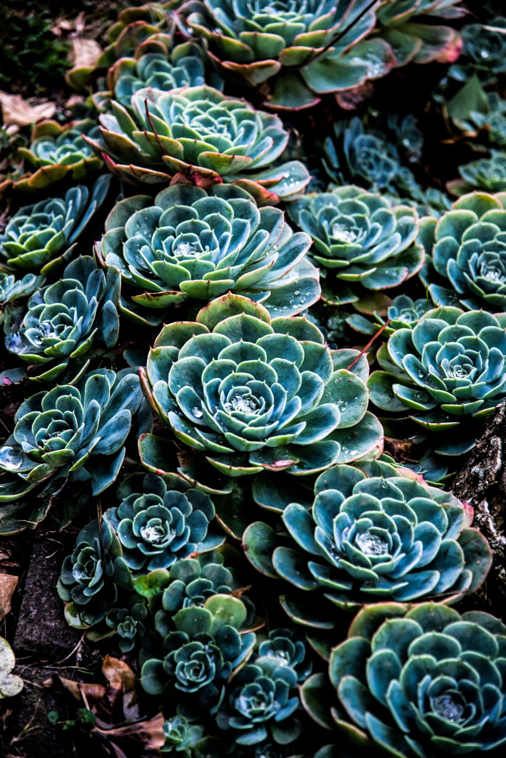 Fraktal_Natur_zane-lee-9x-7p0fvKRM-unsplash